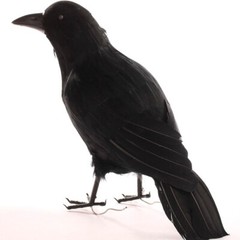 Large 18″ Artificial Feathered Black Crow with Black Feet