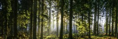 Glorious Sunrise In Idyllic Forest Woodland Nature Panoramic Poster 36×12