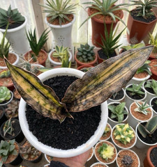 Sansevieria Kirkii Brown Variegated Rare Snake Live Exotic Plant PL153
