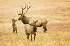 Male Female and Calf Elk Rocky Mountains Photo Art Print Poster 18×12